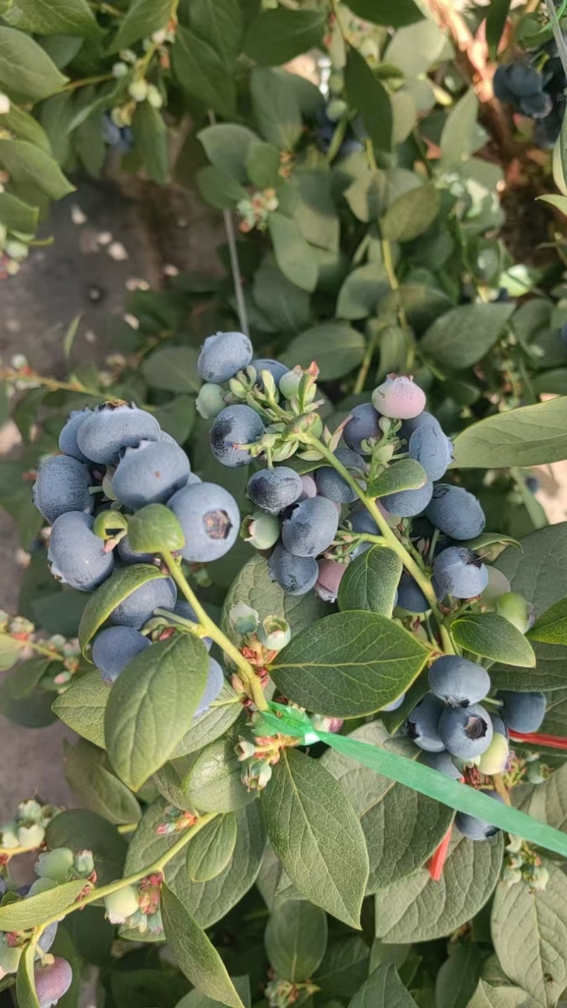 云南澄江抚仙湖高原蓝莓，L25花香蓝莓，11F6
