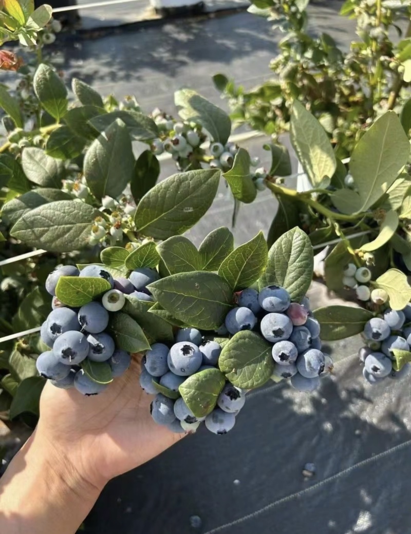 云南澄江抚仙湖高原蓝莓，L25花香蓝莓，11F6