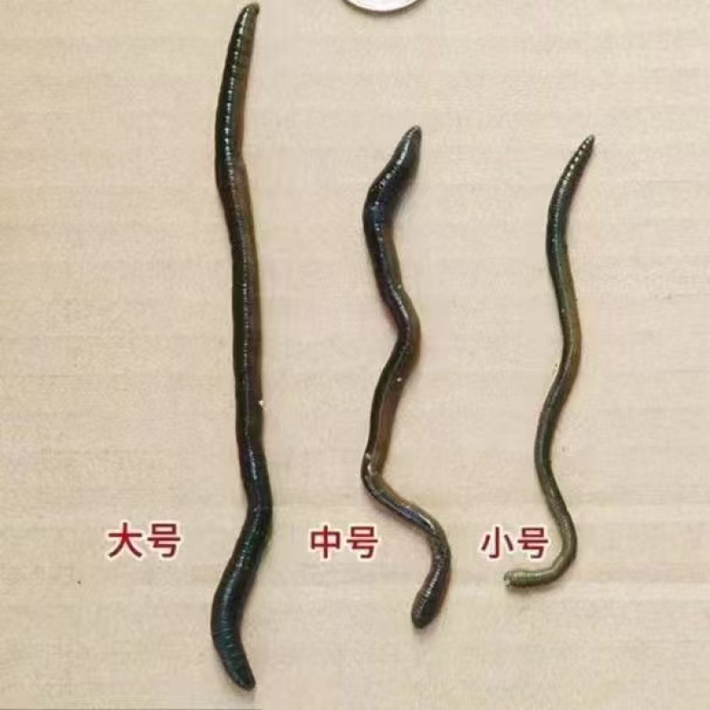 活体蚯蚓，养殖场直销价格低快递包邮可适合做开口饵料规格全