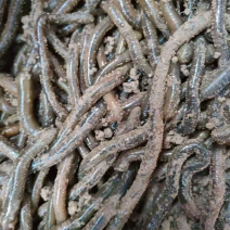 活体蚯蚓，养殖场直销价格低快递包邮可适合做开口饵料规格全