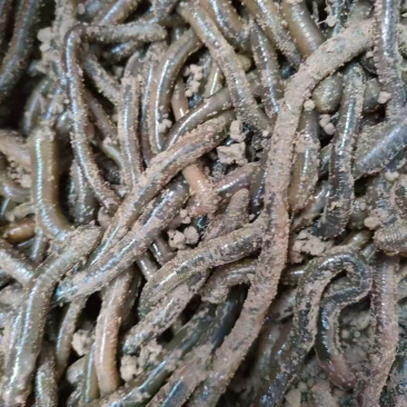 活体蚯蚓，养殖场直销价格低快递包邮可适合做开口饵料规格全