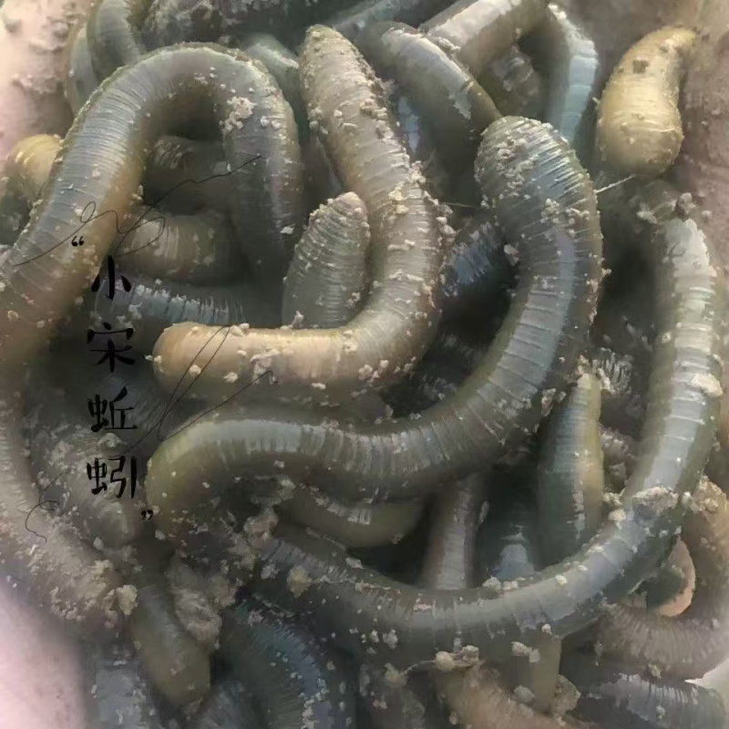活体蚯蚓，养殖场直销价格低快递包邮可适合做开口饵料规格全