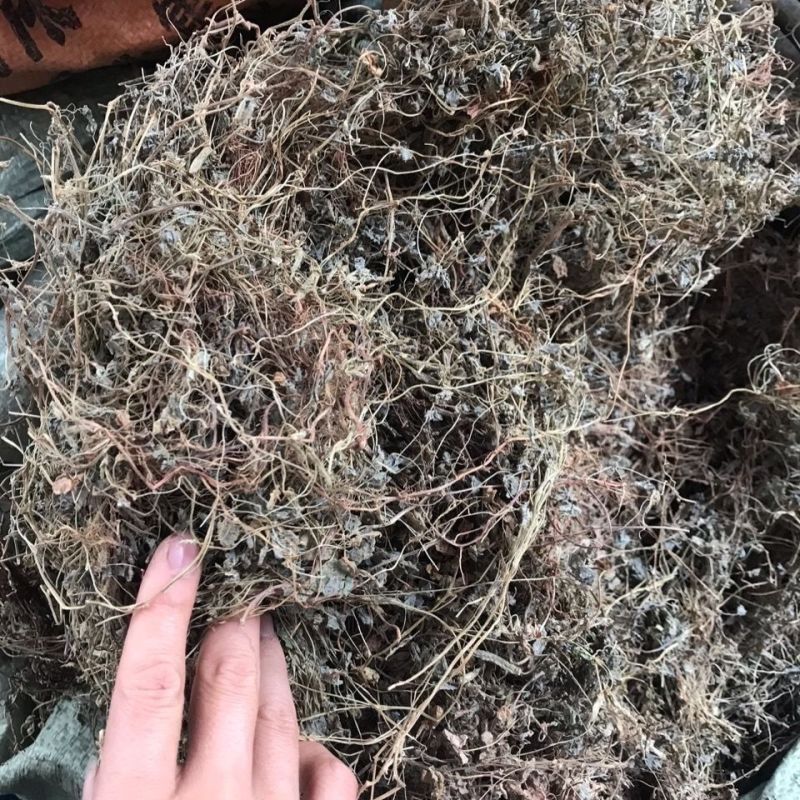 酢浆草天然炸酱草全草干品酢浆草酢酱草炸浆草