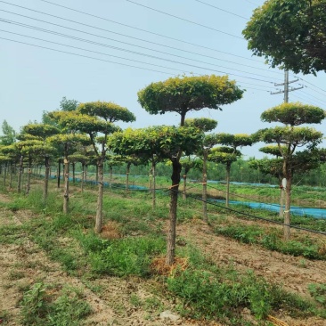 造型金叶榆大量有货产地直发可全国发货