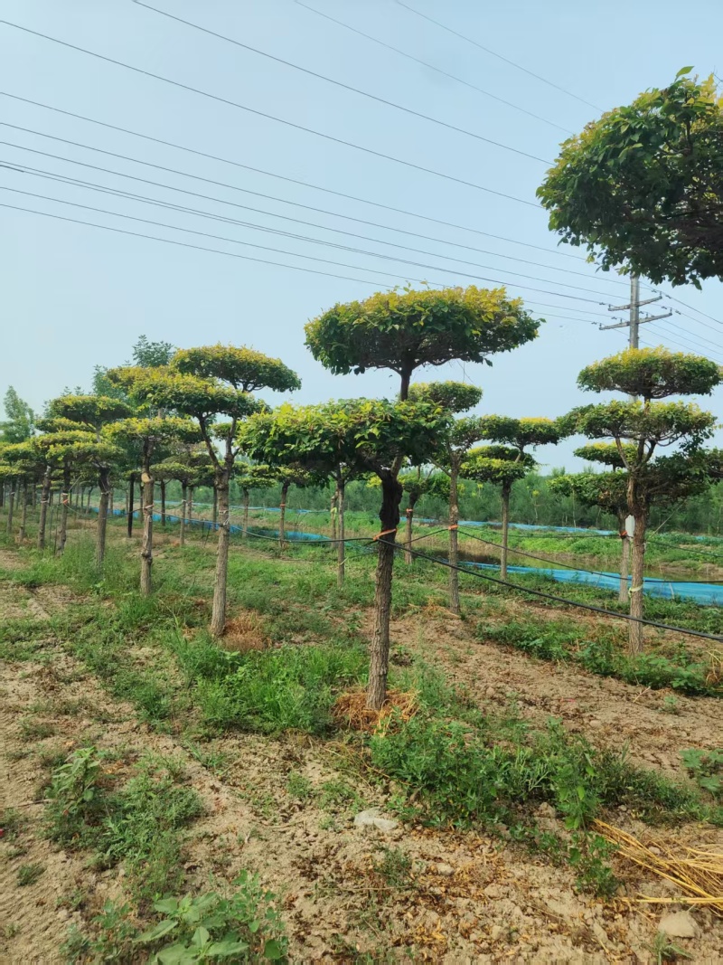 造型金叶榆大量有货产地直发可全国发货
