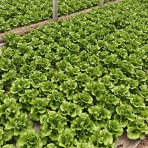 实力发货意大利生菜品质保证价格优惠产地直发诚信经营