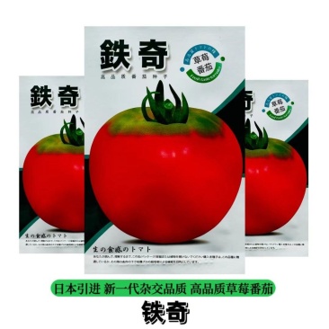 铁奇草莓番茄种子正宗铁皮柿子种籽东北油柿子大果口感好早熟