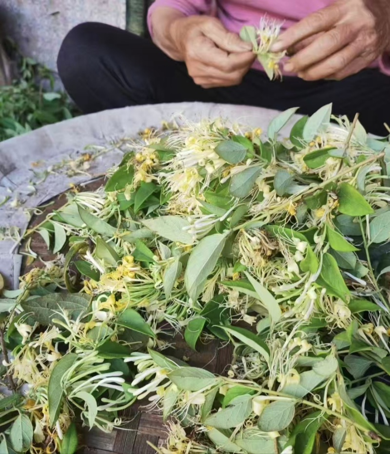 精品金银花产地一手货源全国发货量大价优欢迎随时联系