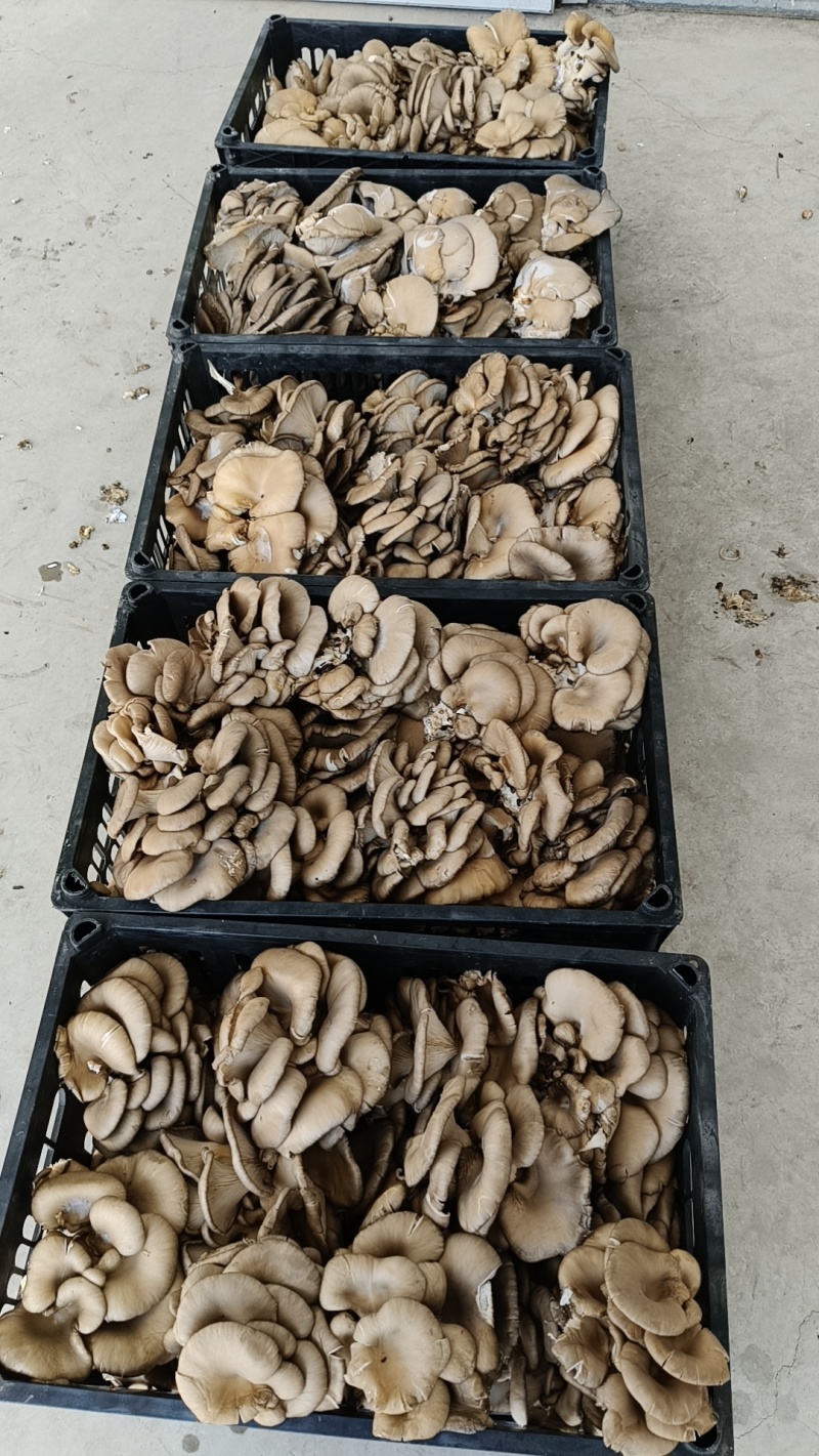 6000斤库存平菇处理，5毛一斤，包装另算。