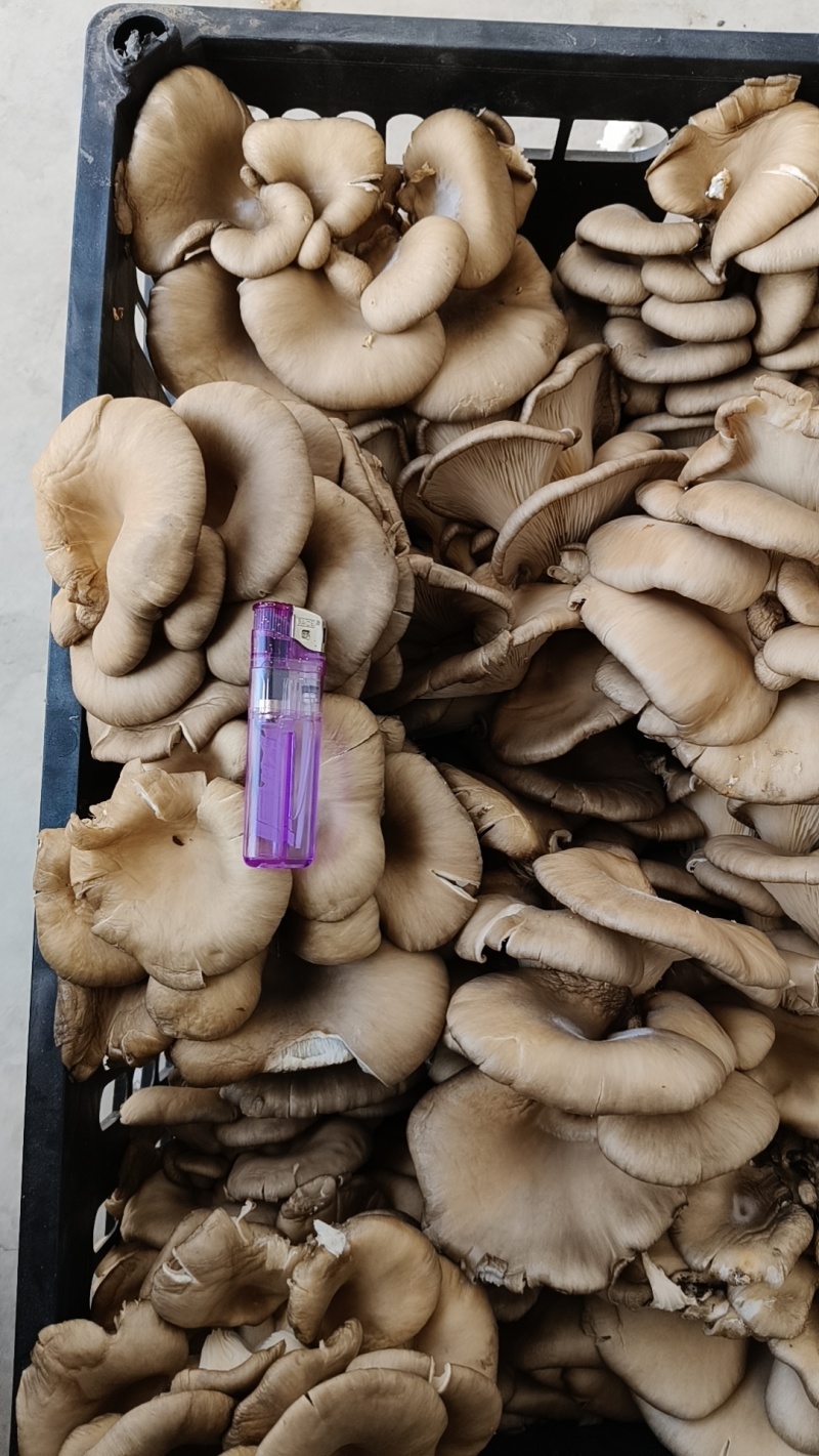 6000斤库存平菇处理，5毛一斤，包装另算。