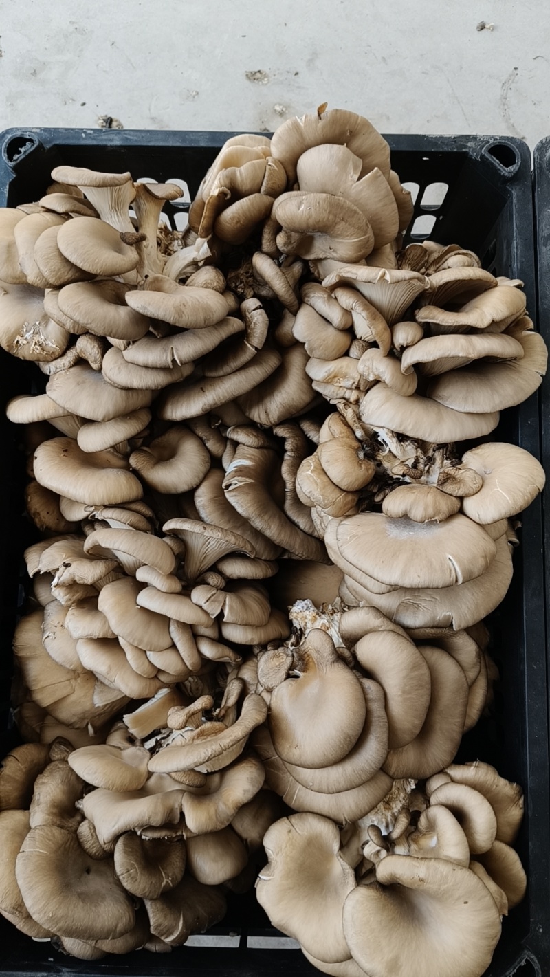 6000斤库存平菇处理，5毛一斤，包装另算。