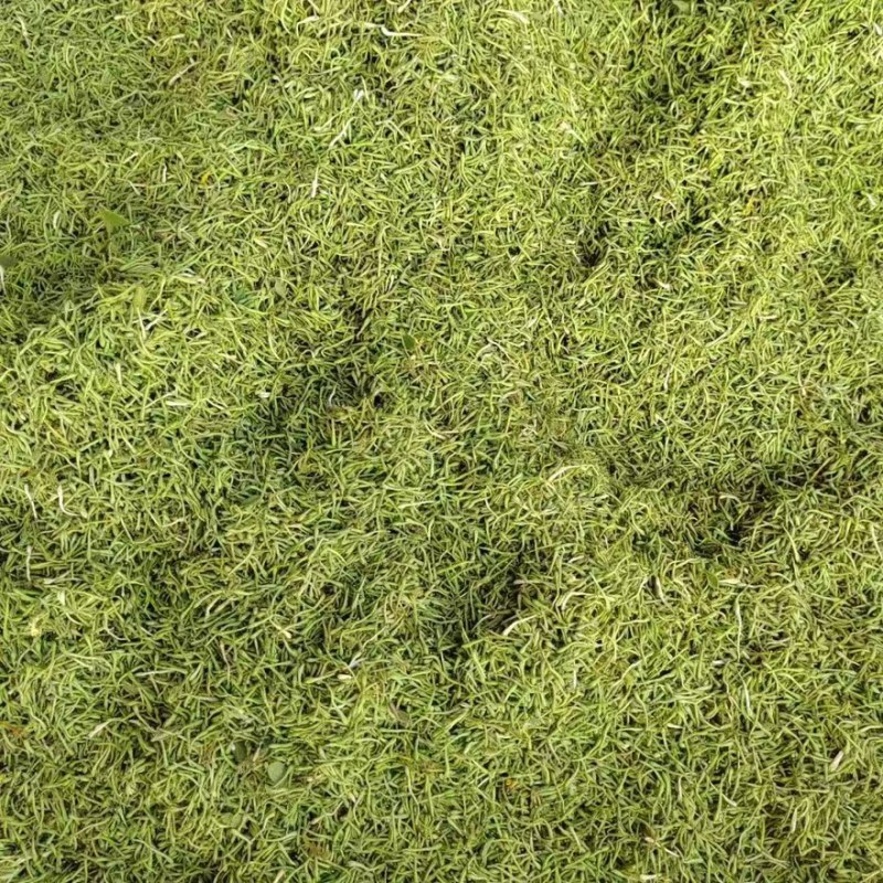精品金银花产地一手货源全国发货量大价优欢迎随时联系