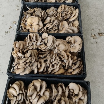 6000斤库存平菇处理，5毛一斤，包装另算。