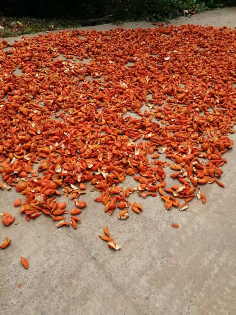 陈皮