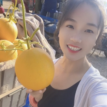 s久红瑞甜瓜香瓜供应电商，商超市场批发，质量好价格便宜