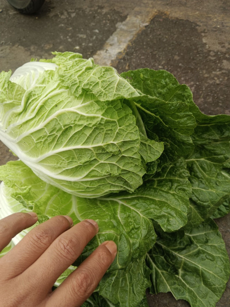 云南的新白菜上市，色泽鲜嫩，条形好，包头圆，欢迎冾谈定购