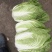 云南的新白菜上市，色泽鲜嫩，条形好，包头圆，欢迎冾谈定购
