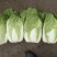 云南的新白菜上市，色泽鲜嫩，条形好，包头圆，欢迎冾谈定购