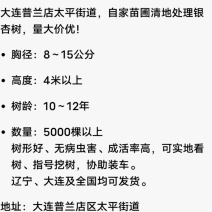 辽宁省大连市普兰店区银杏树