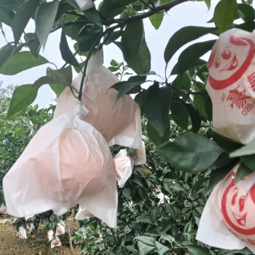 春见耙耙柑，果面干净，果肉饱满