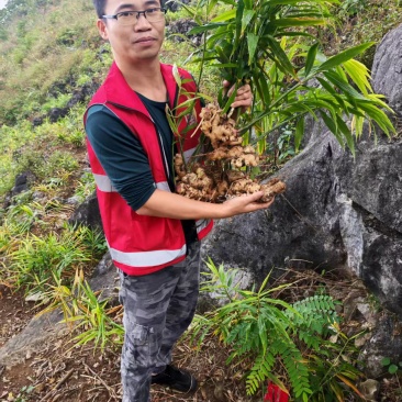 广西大化新鲜生姜