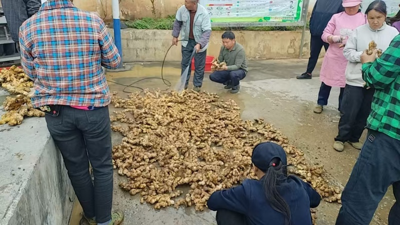 广西大化新鲜生姜