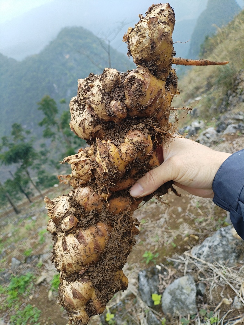 广西大化新鲜生姜
