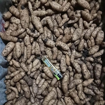 天麻种子