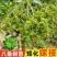 矮化大红八角罗马品种嫁接苗