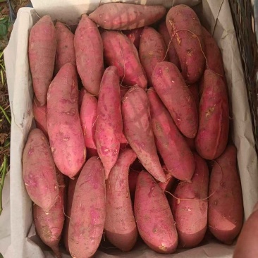 推荐，广东湛江西瓜红各种规格，货源充足，品质保障欢迎来电