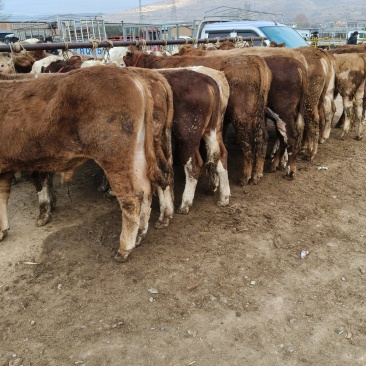 大量有货，需要老板联系