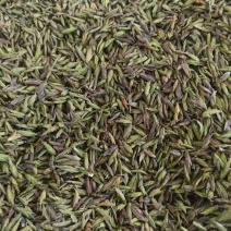 临沧普洱茶古树双江冰岛生普野生红批发茶农直销白莺山多品种