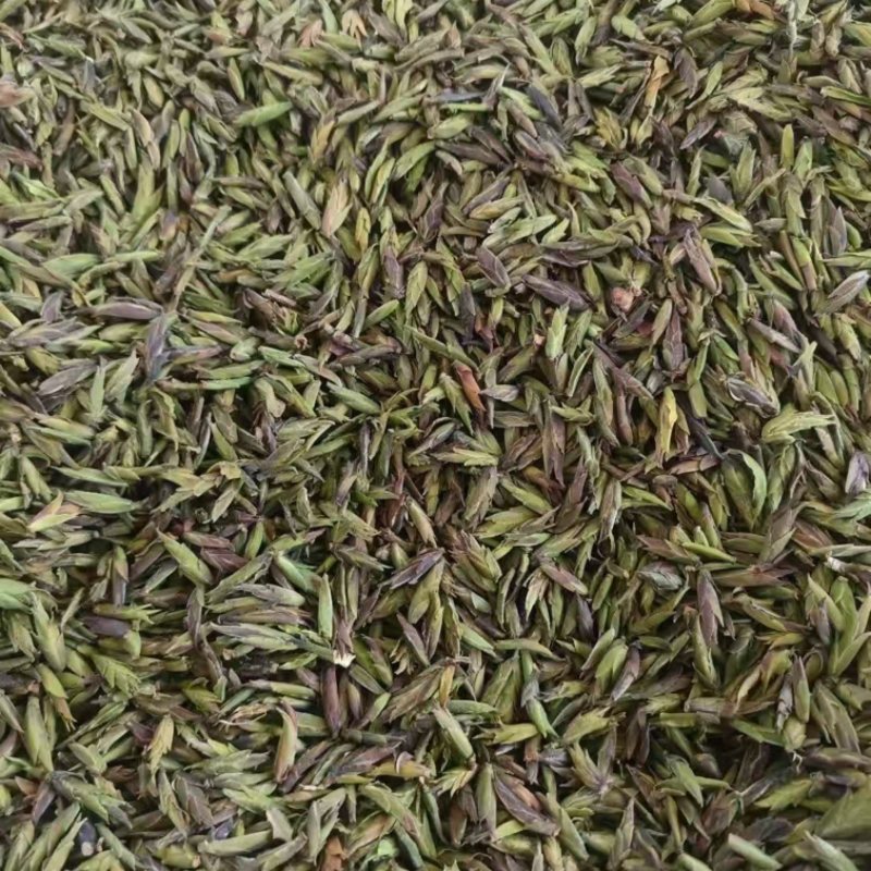 临沧普洱茶古树双江冰岛生普野生红批发茶农直销白莺山多品种