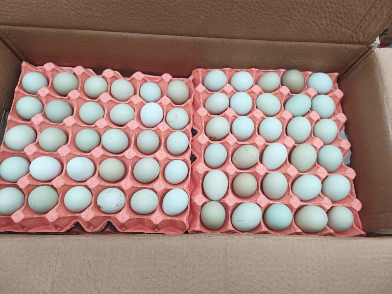 粉蛋鸡蛋量大从优品质保证全国发货货