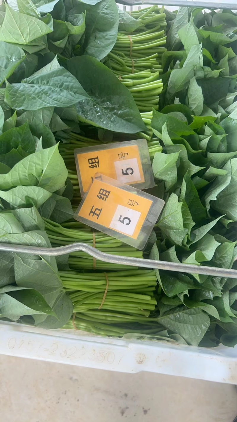 菜用红薯叶，尖叶，圆叶都有，常年大量有货