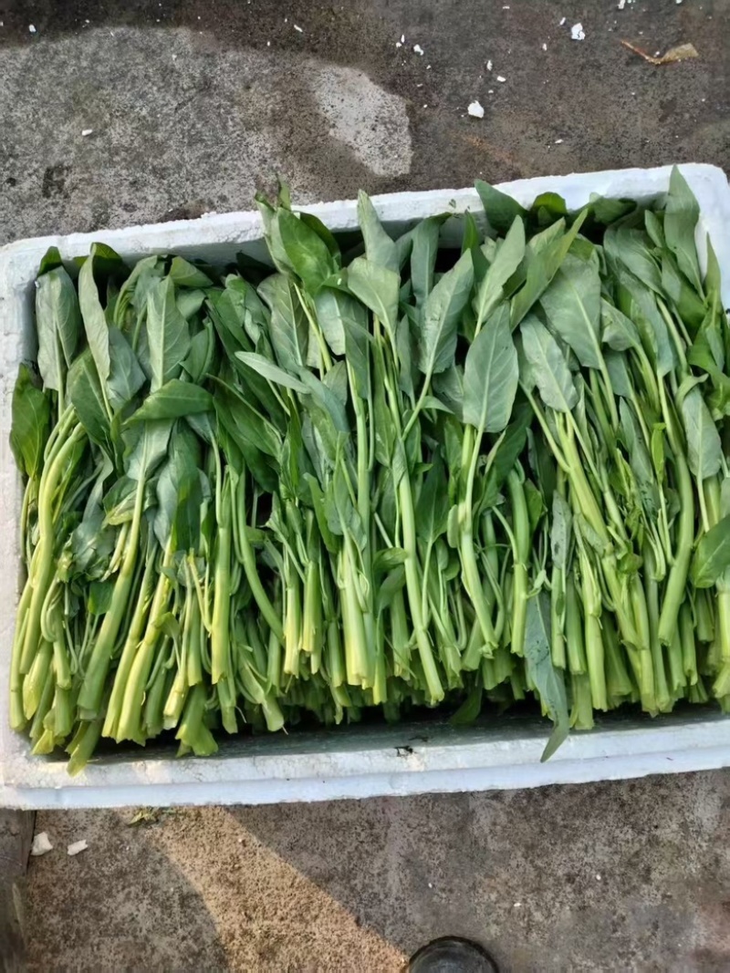 菜用红薯叶，尖叶，圆叶都有，常年大量有货