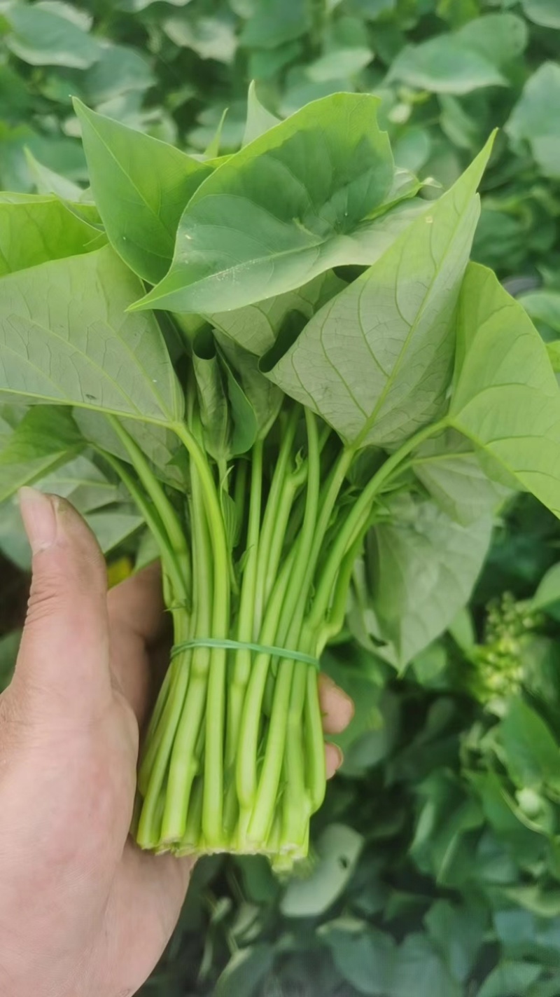 菜用红薯叶，尖叶，圆叶都有，常年大量有货