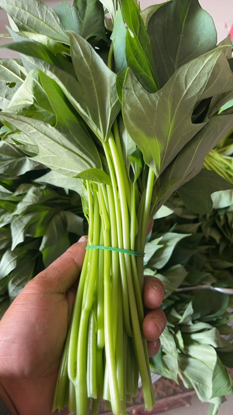 菜用红薯叶，尖叶，圆叶都有，常年大量有货