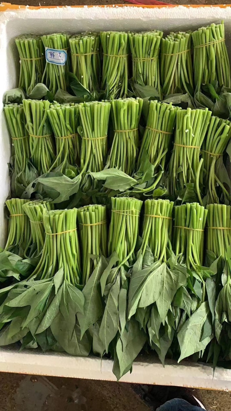 菜用红薯叶，尖叶，圆叶都有，常年大量有货