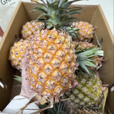 金砖凤梨一件代发原产地直发，欢迎商超.直播.电商老板砸单