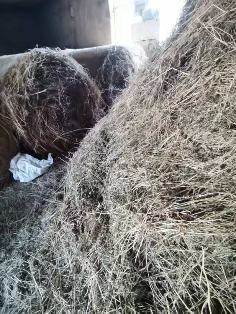 吉林松原晒干苜蓿草圆捆价格合理欢迎到地查看