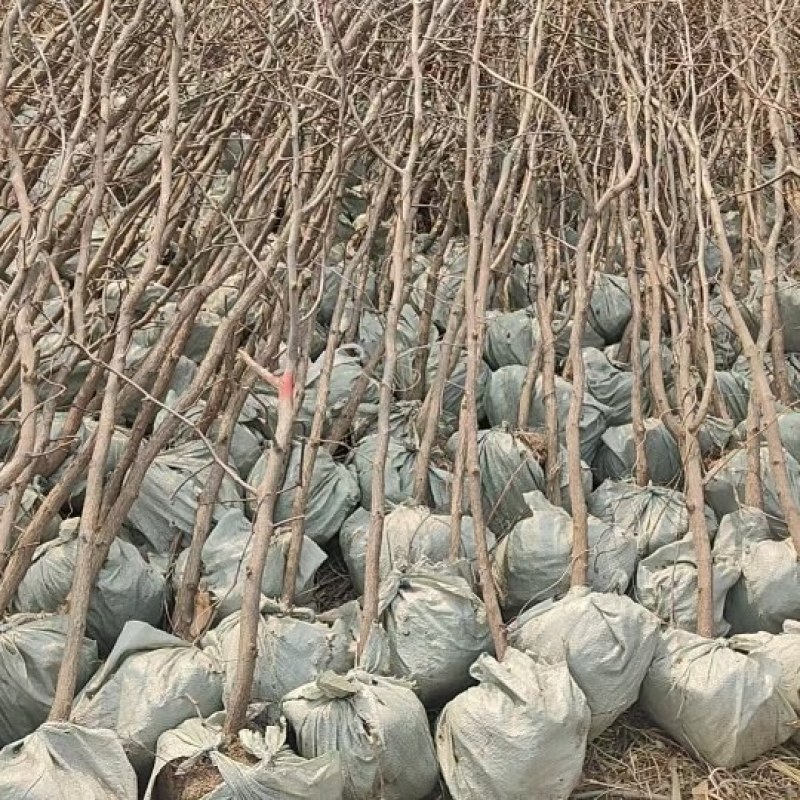 【枣树苗】金丝枣苗基地起苗成活率高品质高