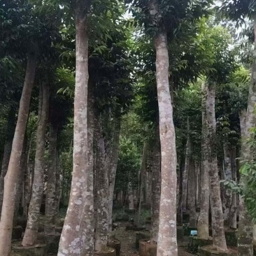 野生移植沉香树，品质优良，需要的老板联系