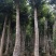 野生移植沉香树，品质优良，需要的老板联系