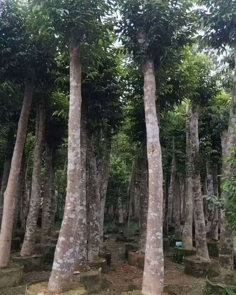 野生移植沉香树，品质优良，需要的老板联系