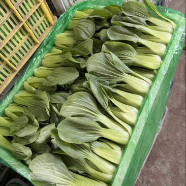 山东聊城油菜，上海青