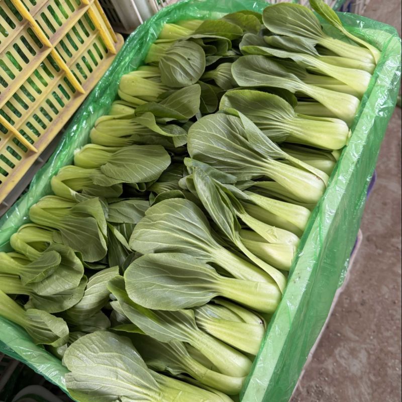 山东聊城油菜，上海青