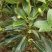 矮化大红八角罗马品种嫁接苗