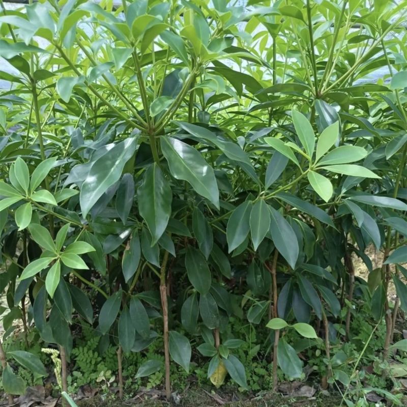 矮化大红八角罗马品种嫁接苗
