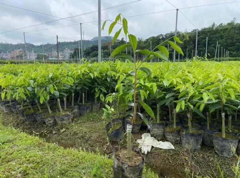 野生移植沉香树，品质优良，需要的老板联系